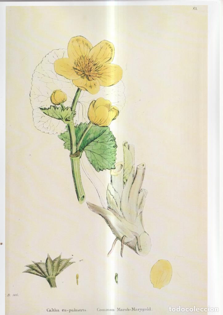 Cinema: Poster DIN 4 numero 1103: Caltha eu-palustris