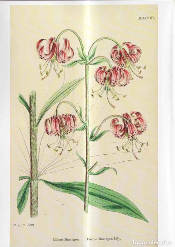 Cinema: Poster DIN 4 numero 1121: Lilium Martagon