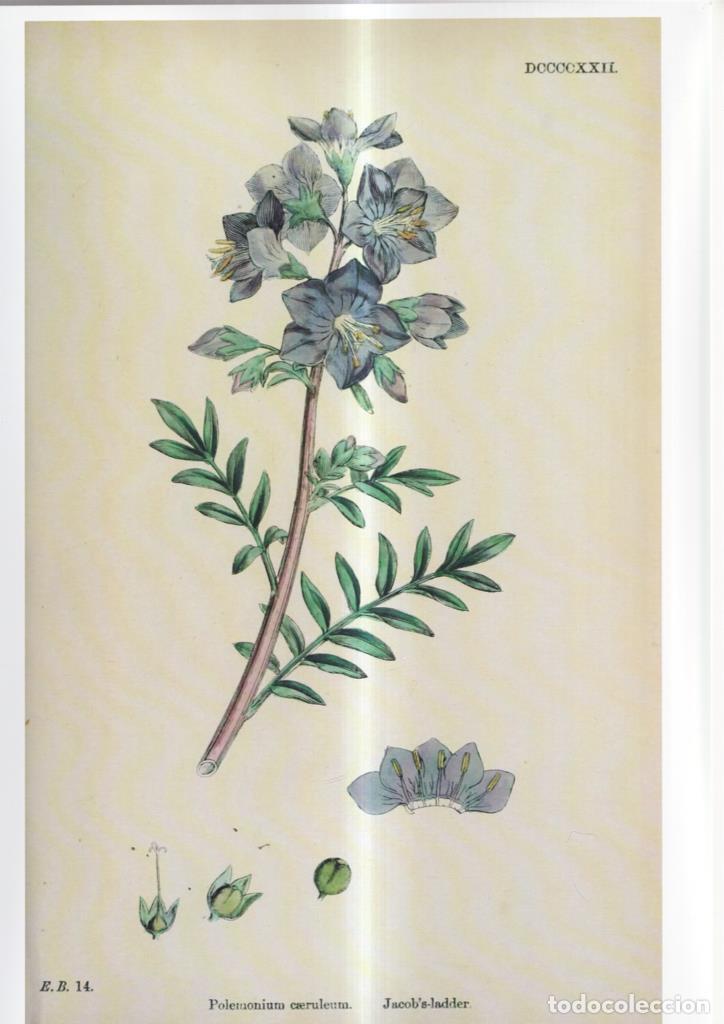 Cinema: Poster DIN 4 numero 1079: Polemonium caeruleum