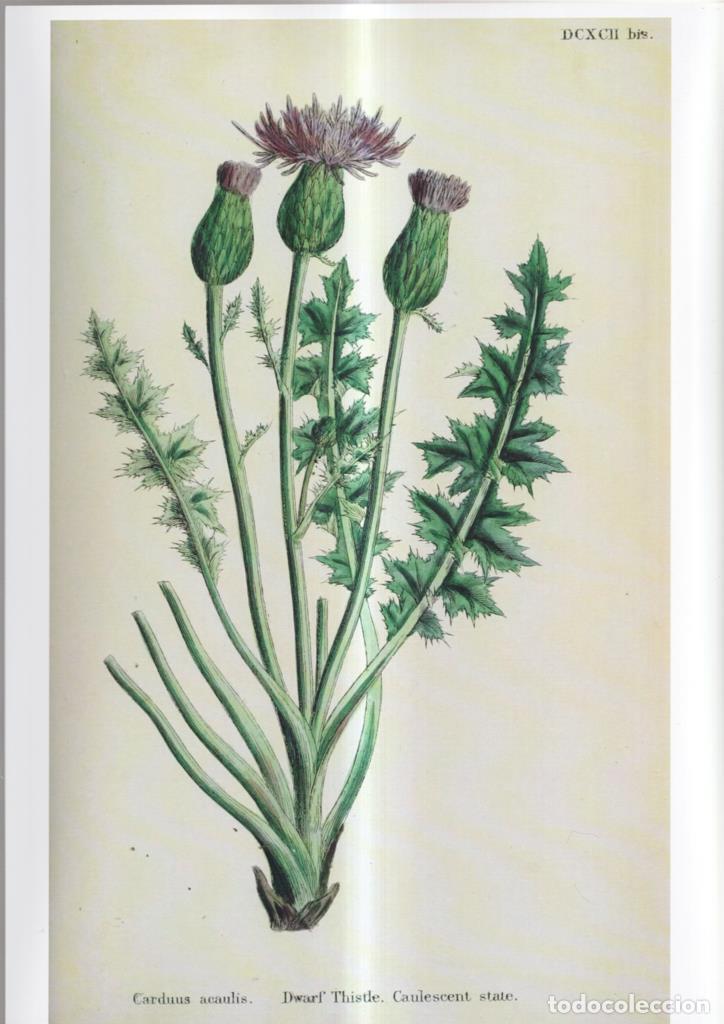 Cinema: Poster DIN 4 numero 1094: Carduus acaulis