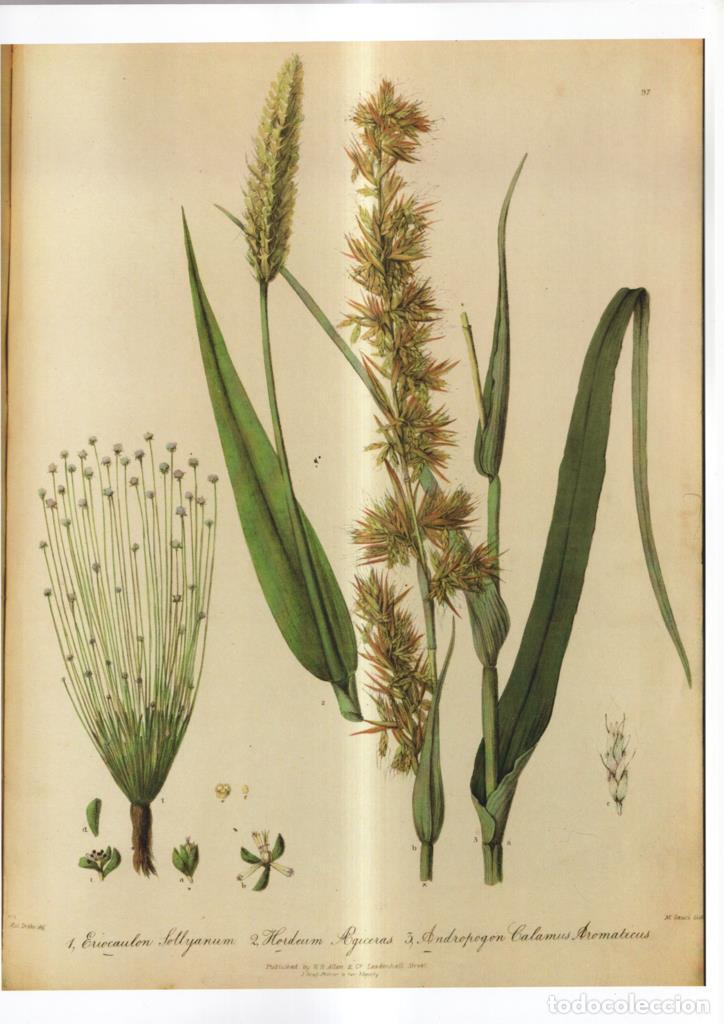 Cinema: Poster DIN 4 numero 1104: Eriocaulon Sollyanum