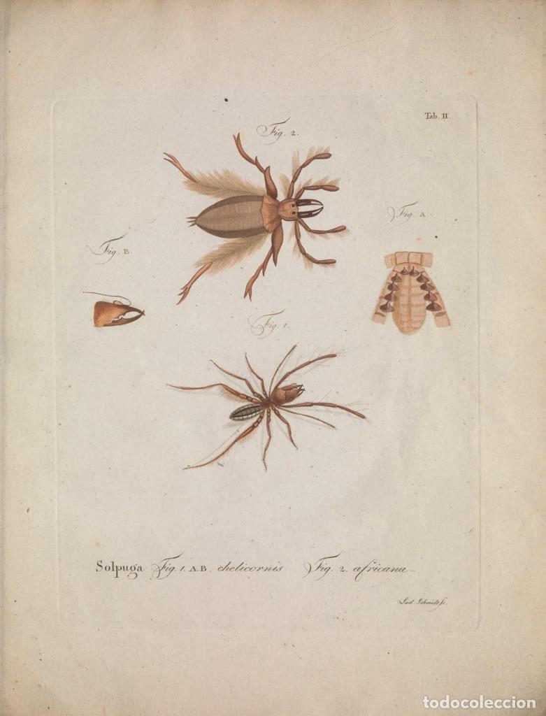Cinema: Poster DIN 4 numero 1287: Natursystem der ungefl&uuml;gelten Insekten. Berlin :Bei Gottlieb August Lange,