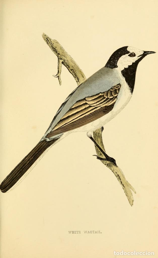 Cinema: Poster DIN 4 numero 1292: White Wagtail: A history of British birds.. London,Groombridge and Sons,[1