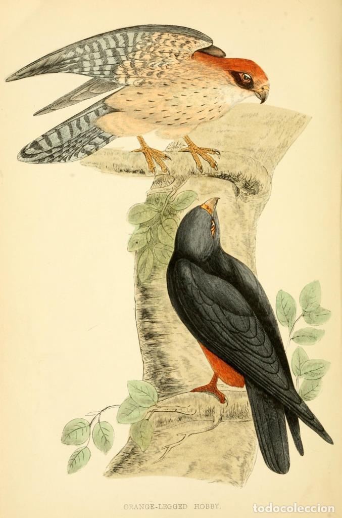 Cinema: Poster DIN 4 numero 1297: Orange-Legged Hobby: A history of British birds.. London,Groombridge and S