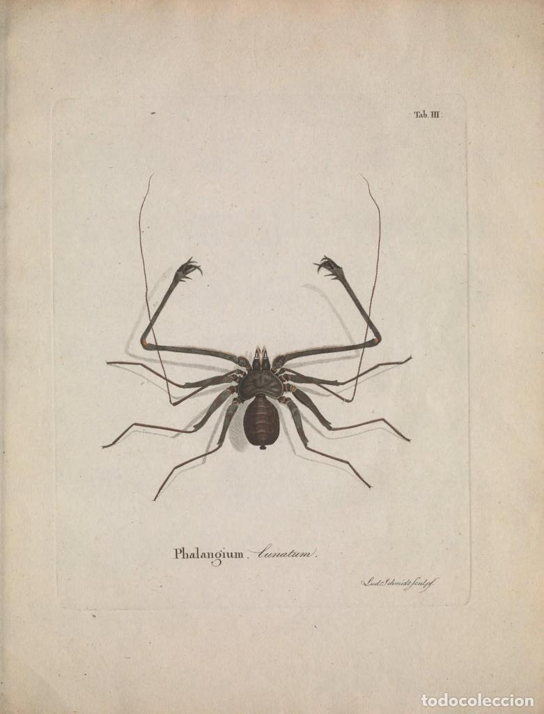 Cinema: Poster DIN 4 numero 1288: Natursystem der ungefl&uuml;gelten Insekten. Berlin :Bei Gottlieb August Lange,