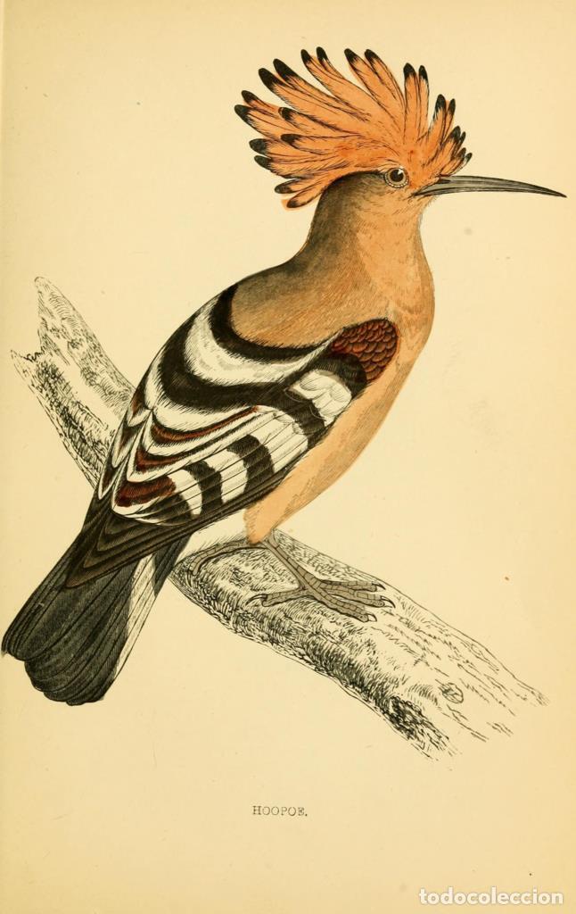 Cinema: Poster DIN 4 numero 1302: Hoopoe: A history of British birds.. London,Groombridge and Sons,[1862?-18