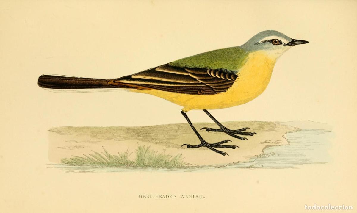 Cinema: Poster DIN 4 numero 1293: Grey-Heade Wagtail: A history of British birds.. London,Groombridge and S