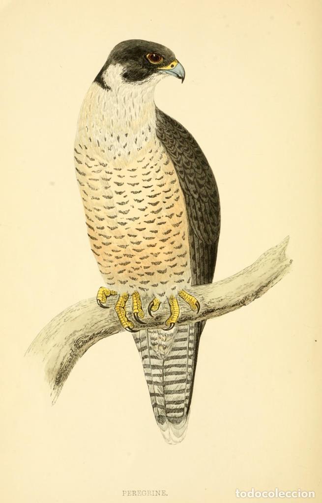 Cinema: Poster DIN 4 numero 1298: Peregrine: A history of British birds.. London,Groombridge and Sons,[1862