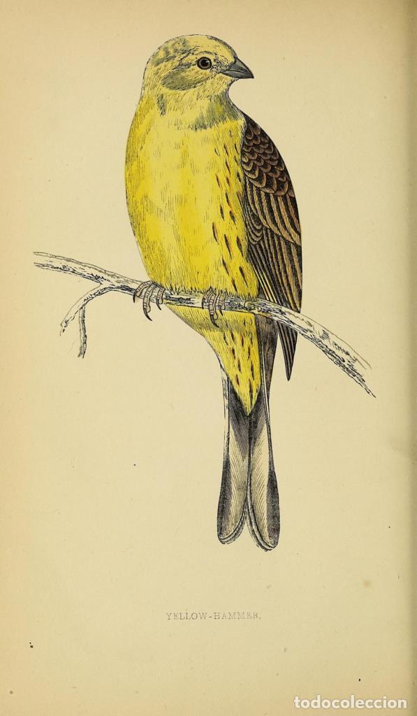 Cinema: Poster DIN 4 numero 1307: Yellow-Hammer: A history of British birds.. London,Groombridge and Sons,[1