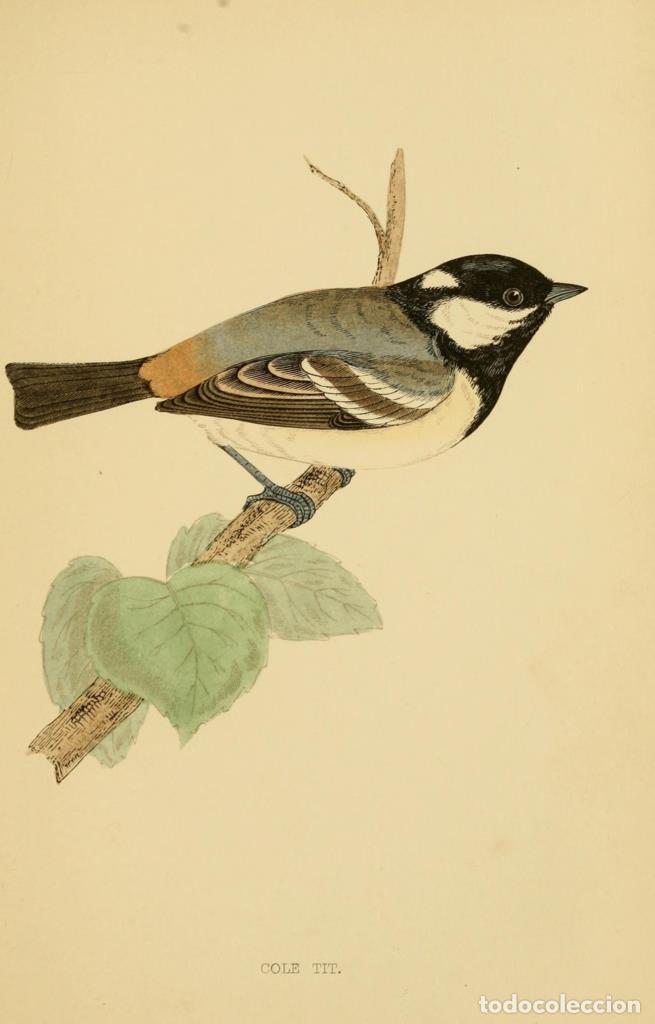 Cinema: Poster DIN 4 numero 1303: Cole Tit: A history of British birds.. London,Groombridge and Sons,[1862?-