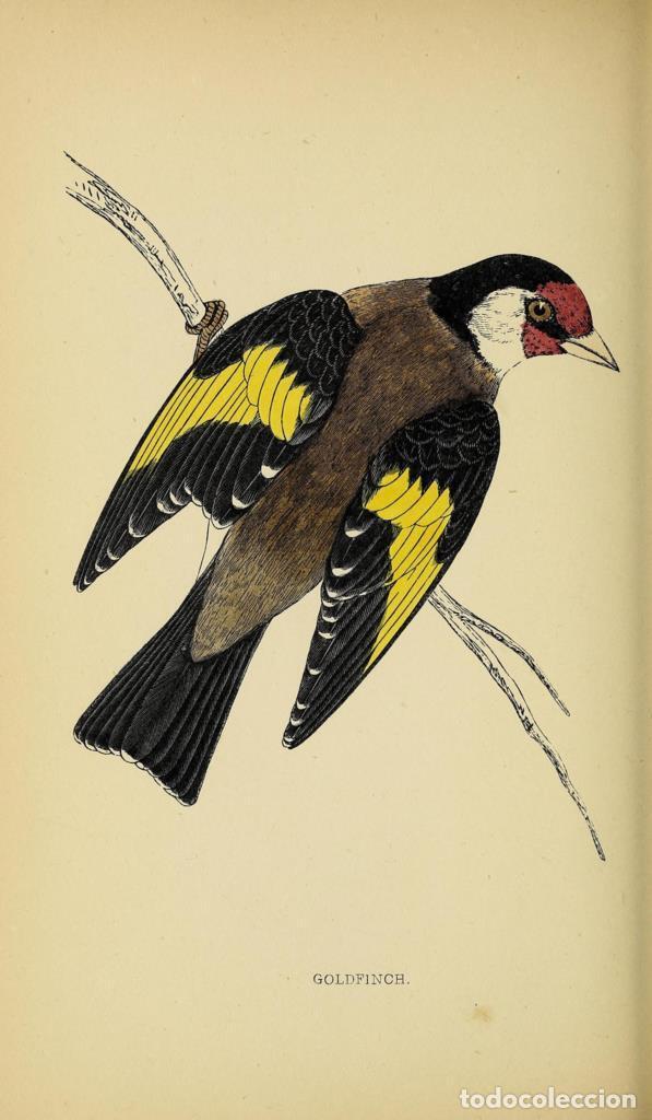 Cinema: Poster DIN 4 numero 1308: Goldfinch: A history of British birds.. London,Groombridge and Sons,[1862?
