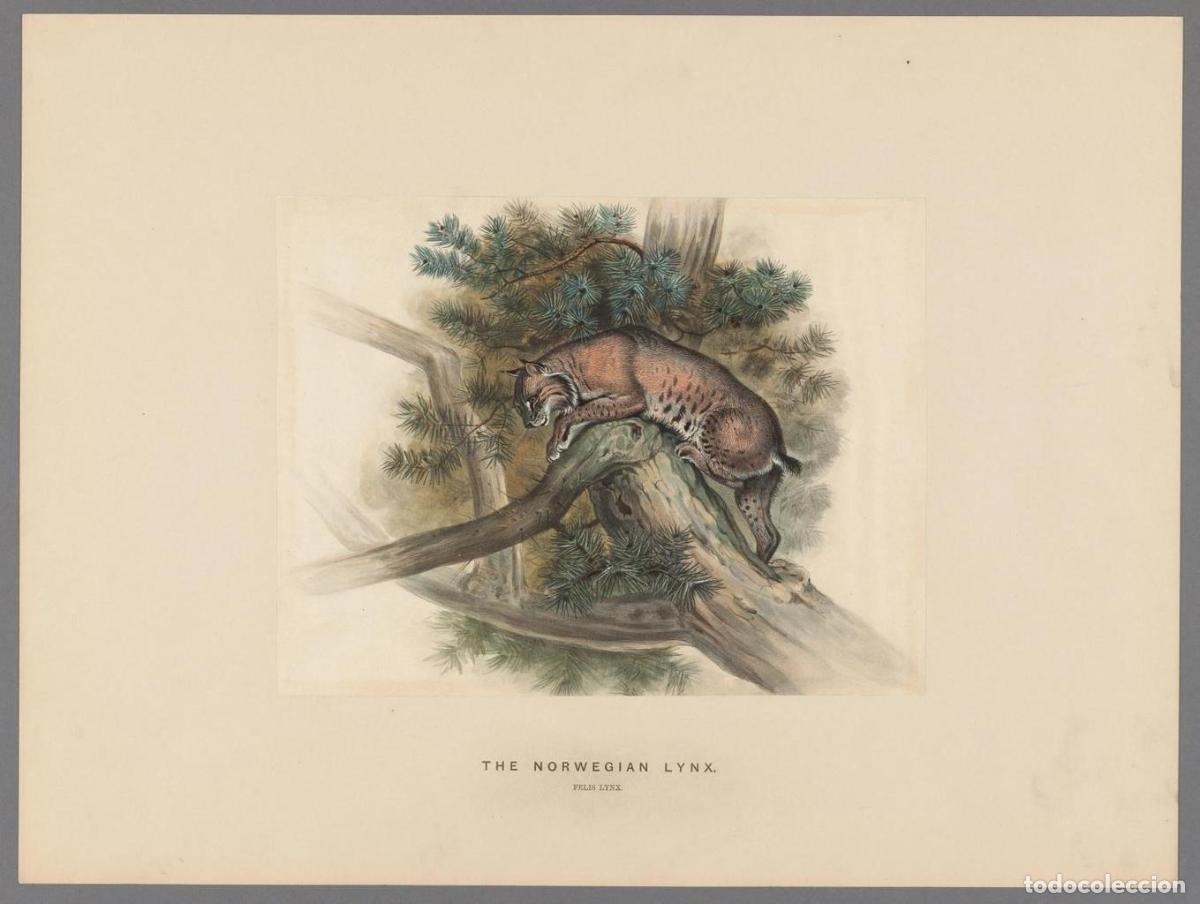Cinema: Poster DIN 4 numero 1284: Zoological sketches /. London :Henry Graves,1861-1867.