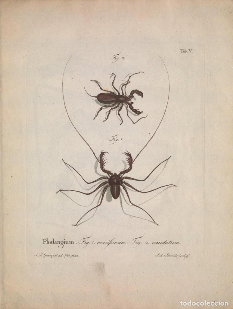 Cinema: Poster DIN 4 numero 1289: Natursystem der ungefl&uuml;gelten Insekten. Berlin :Bei Gottlieb August Lange,