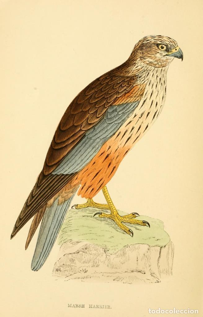 Cinema: Poster DIN 4 numero 1294: Marsh Harrier: A history of British birds.. London,Groombridge and Sons,[1
