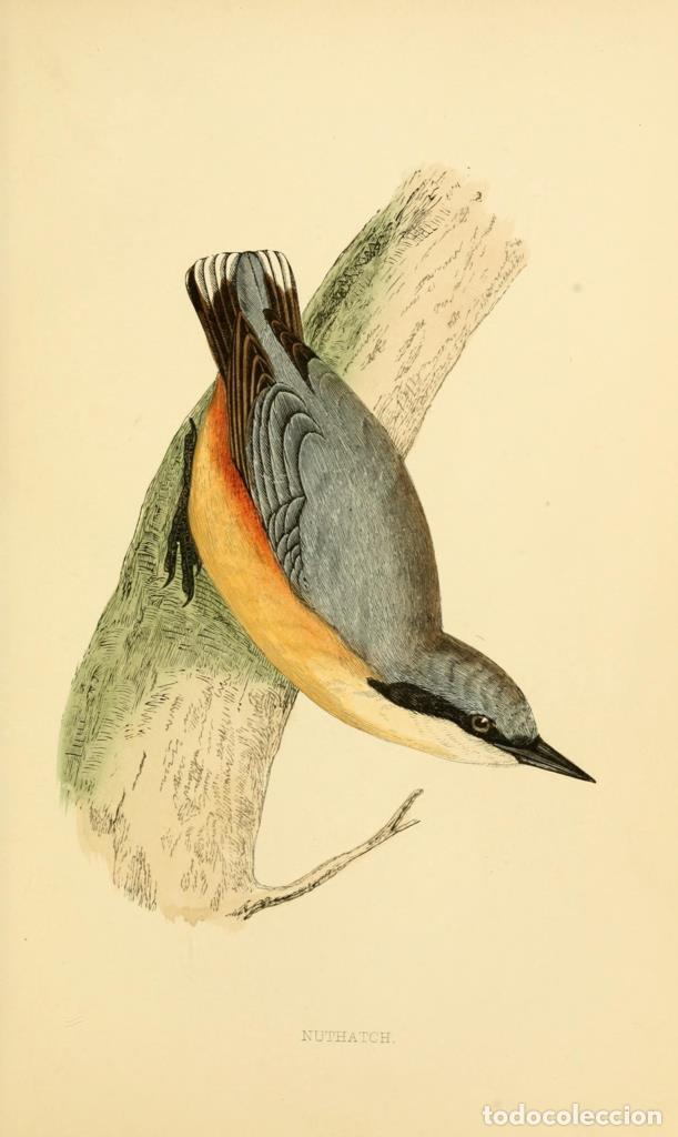 Cinema: Poster DIN 4 numero 1299: Nuthatch: A history of British birds.. London,Groombridge and Sons,[1862?-