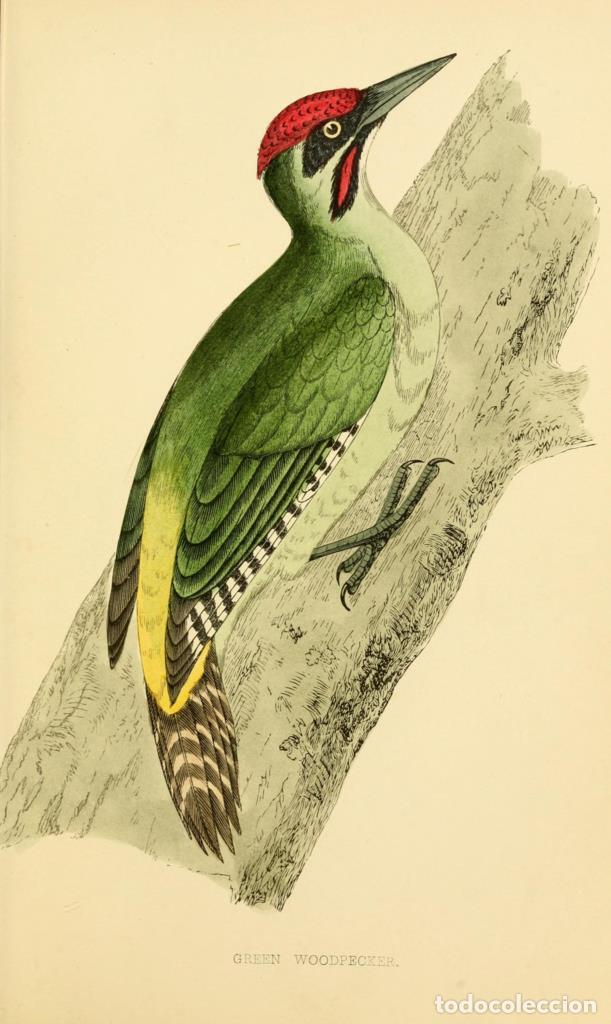 Cinema: Poster DIN 4 numero 1304: Green Woodpecker: A history of British birds.. London,Groombridge and Son