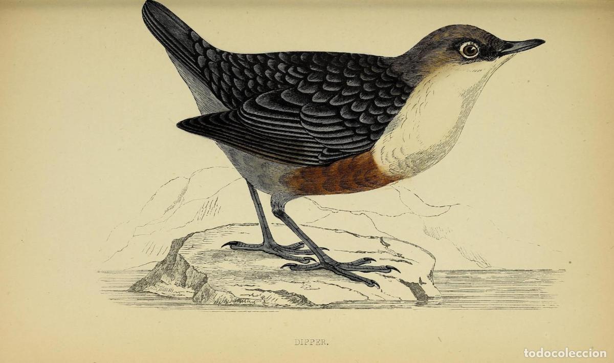Cine: Poster DIN 4 numero 1309: Dippeer: A history of British birds.. London,Groombridge and Sons,[1862?-1
