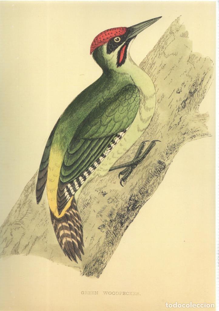 Cine: Poster DIN 4 numero 1358: Ave: Green Woodpecker
