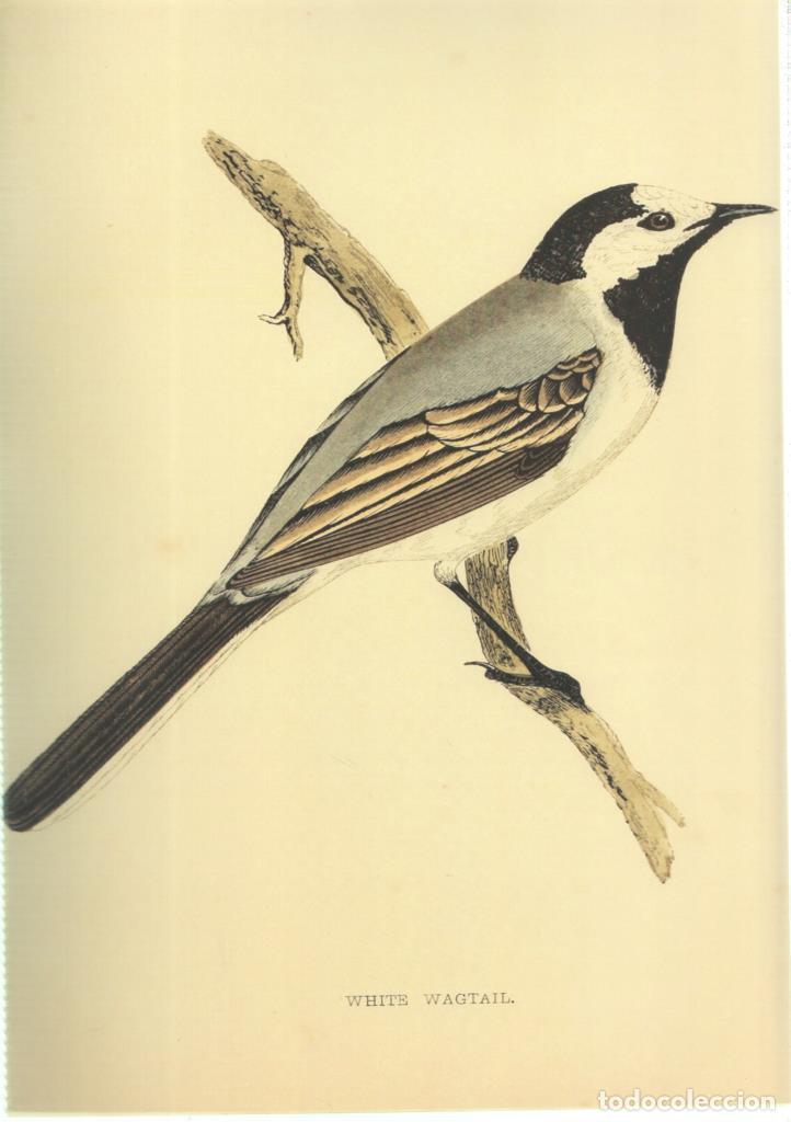 Cine: Poster DIN 4 numero 1367: Ave: White Wagtail