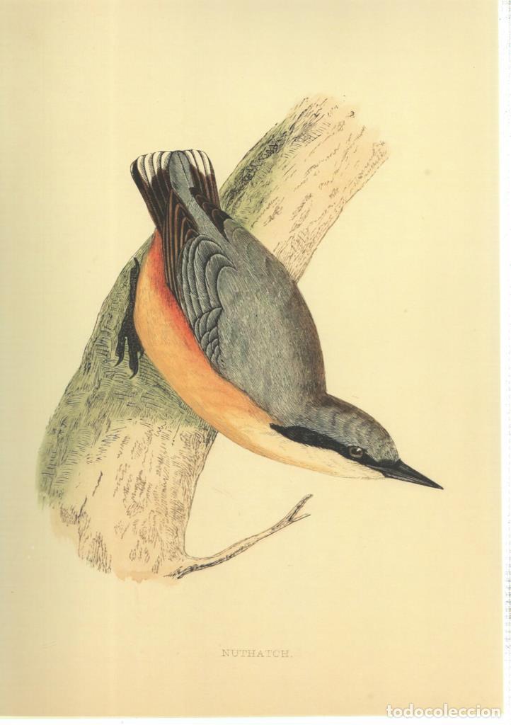 Cine: Poster DIN 4 numero 1368: Ave: Nuthatch