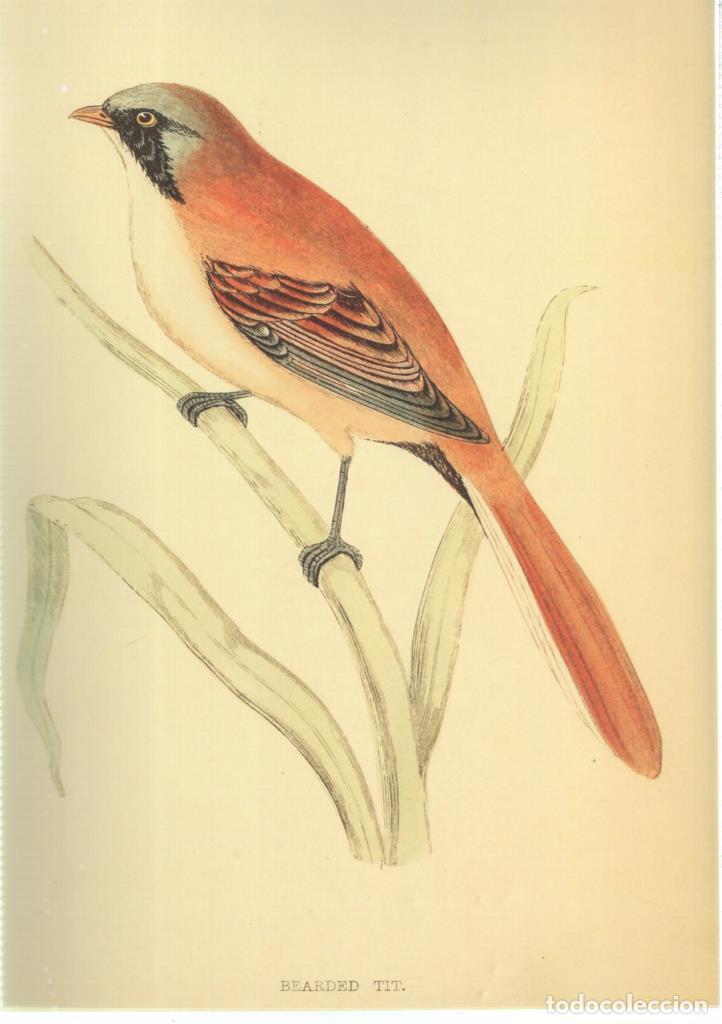 Kino: Poster DIN 4 numero 1359: Ave: Bearded Tit