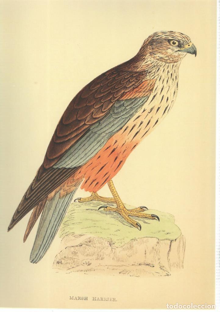 Kino: Poster DIN 4 numero 1364: Ave: Marsh Harrier