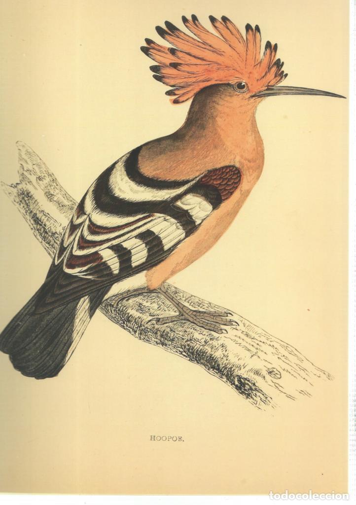Kino: Poster DIN 4 numero 1369: Ave: Hoopoe