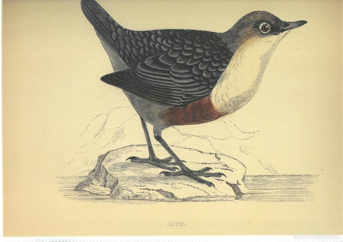 Kino: Poster DIN 4 numero 1375: Ave: Dipper