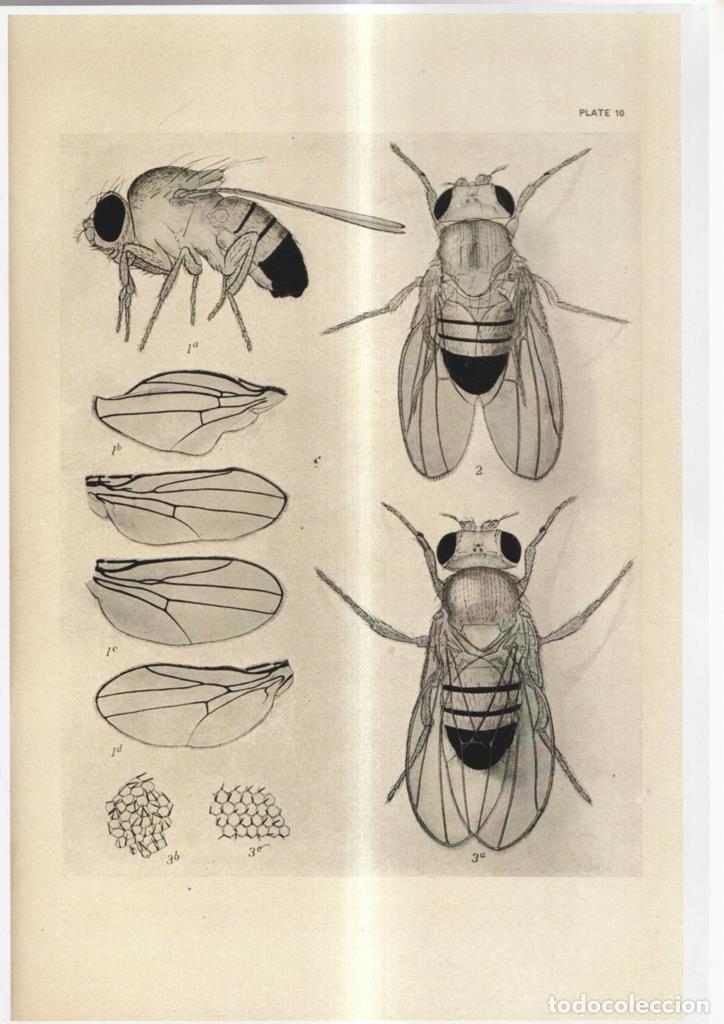 Cinema: Poster DIN 4 numero 1076: diversas imagenes de Mosca