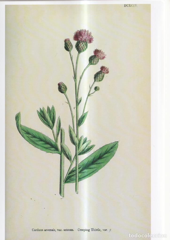 Cinema: Poster DIN 4 numero 1091: Carduus arvensis, var, setosus