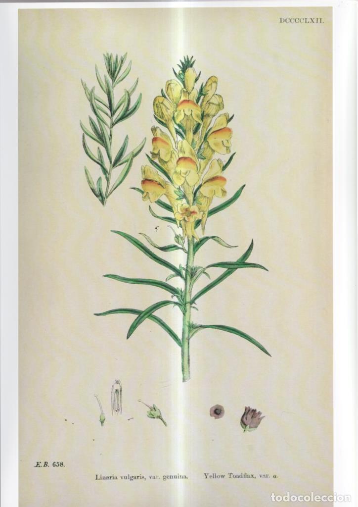 Cinema: Poster DIN 4 numero 1096: Linaria vulgaris, var.genuina