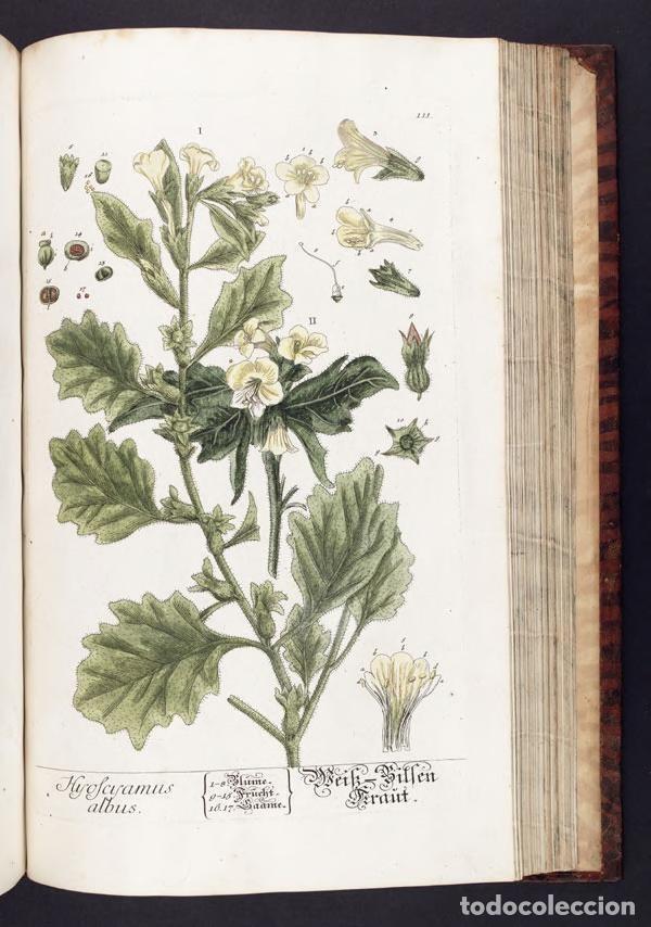 Kino: Poster DIN 4 numero 1238: Herbarium Blackwellianum emendatum et auctum, id est, Elisabethae Blackwel