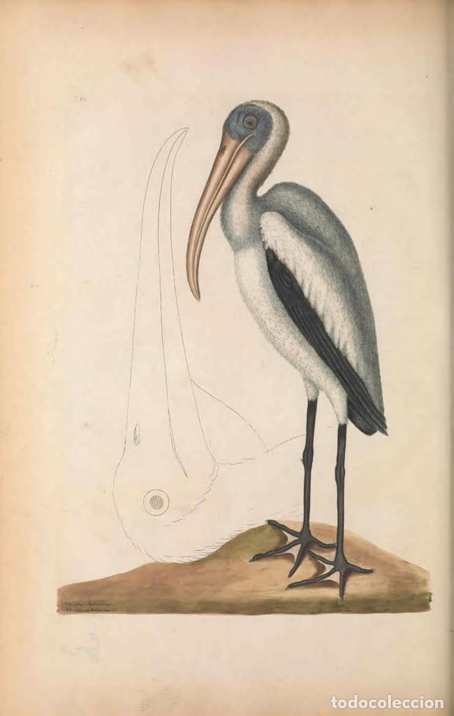 Kino: Poster DIN 4 numero 1285: The natural history of Carolina, Florida, and the Bahama Islands :. Londo