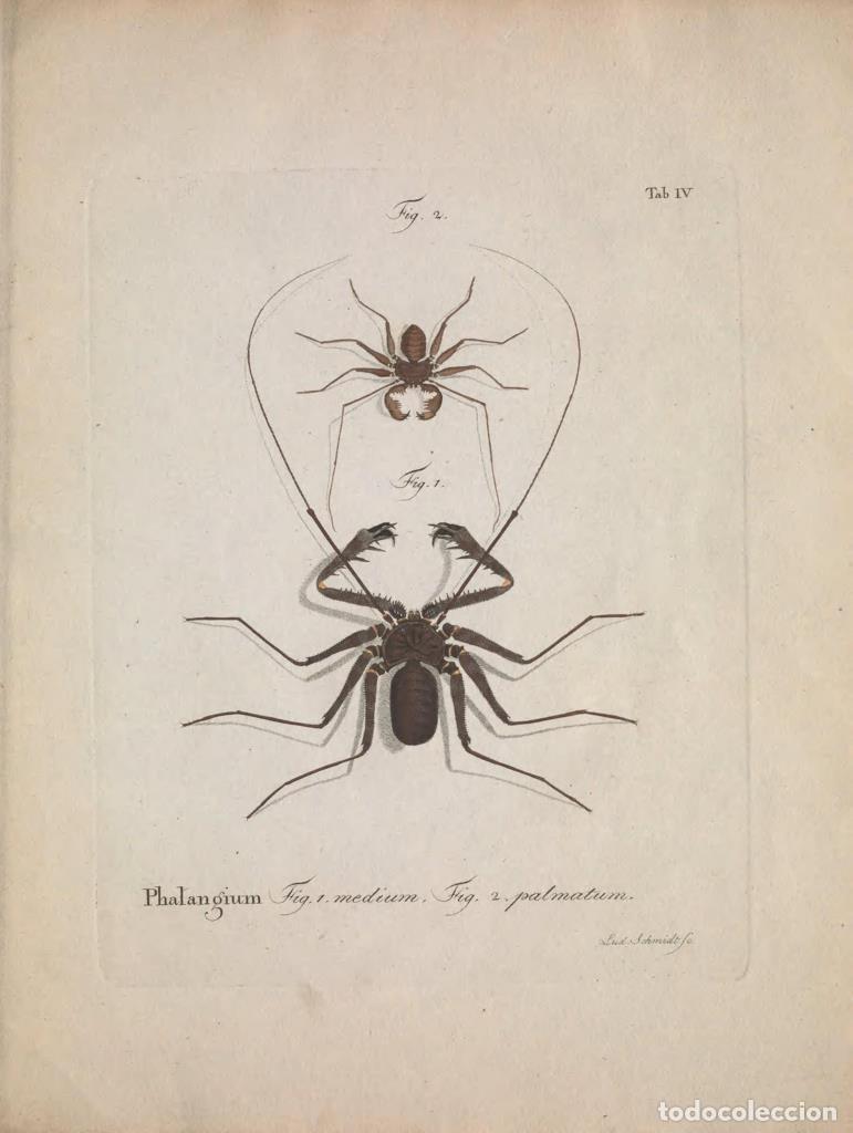Kino: Poster DIN 4 numero 1290: Natursystem der ungefl&uuml;gelten Insekten. Berlin :Bei Gottlieb August Lange,