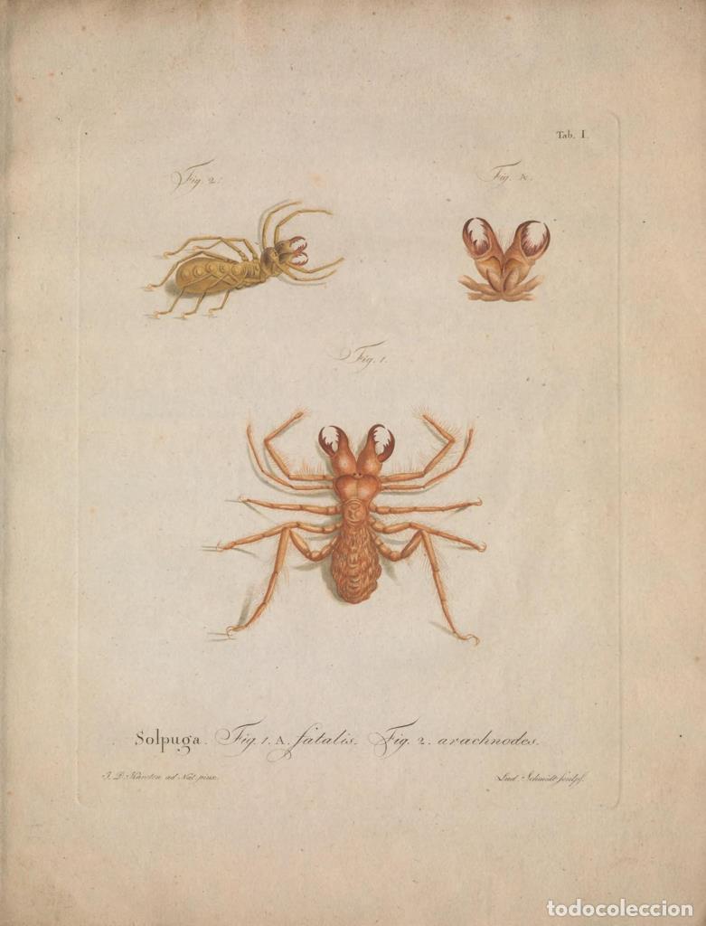 Kino: Poster DIN 4 numero 1286: Natursystem der ungefl&uuml;gelten Insekten. Berlin :Bei Gottlieb August Lange,