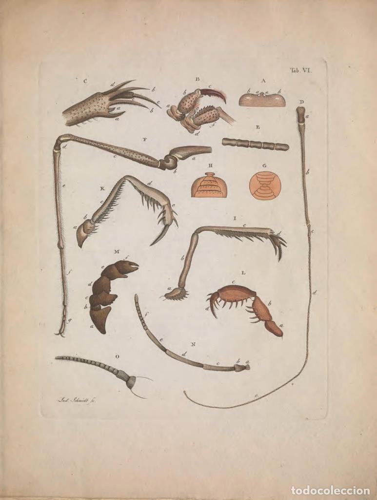 Kino: Poster DIN 4 numero 1291: Natursystem der ungefl&uuml;gelten Insekten. Berlin :Bei Gottlieb August Lange,