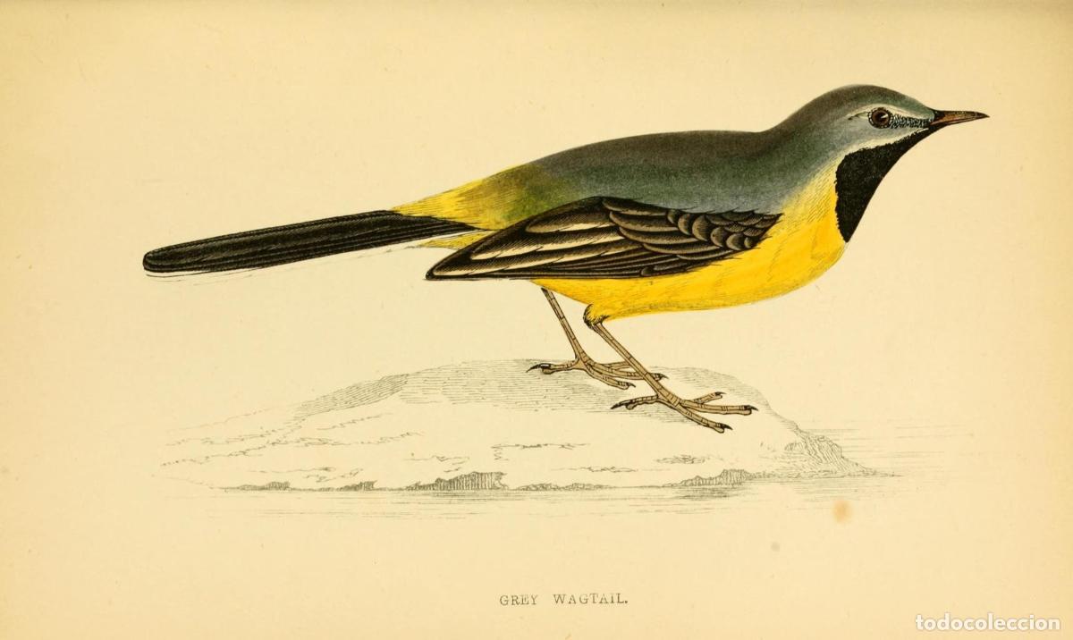 Kino: Poster DIN 4 numero 1296: Grey Wagtail: A history of British birds.. London,Groombridge and Sons,[18