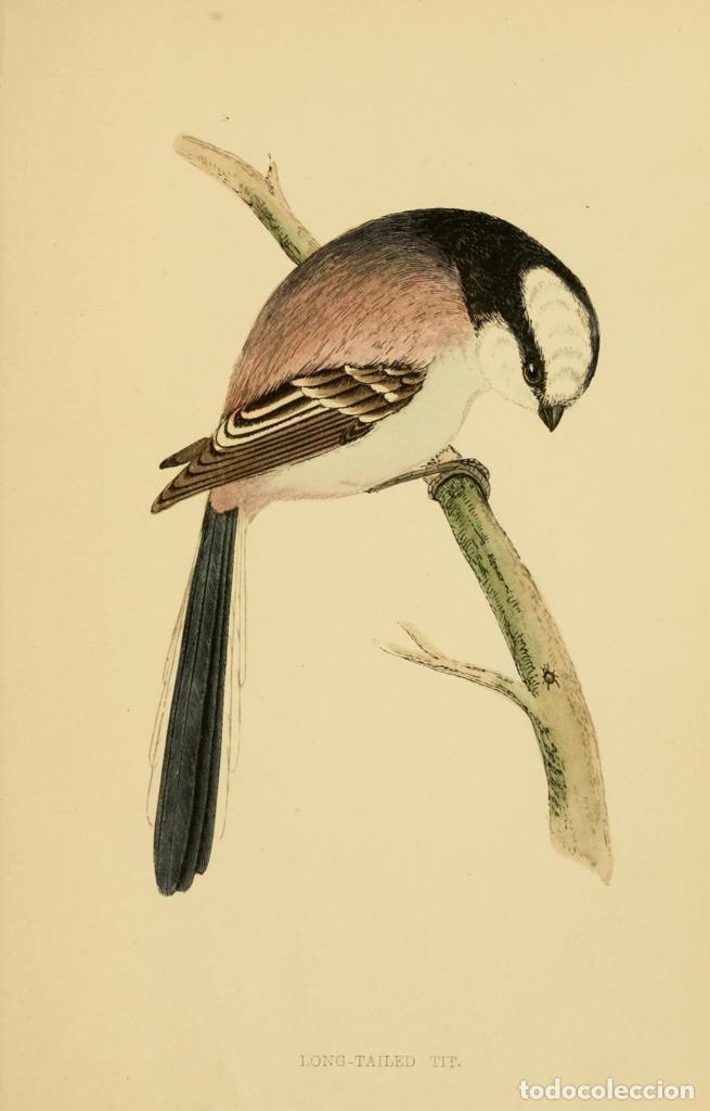 Kino: Poster DIN 4 numero 1301: Long-Tailed Tit: A history of British birds.. London,Groombridge and Sons,