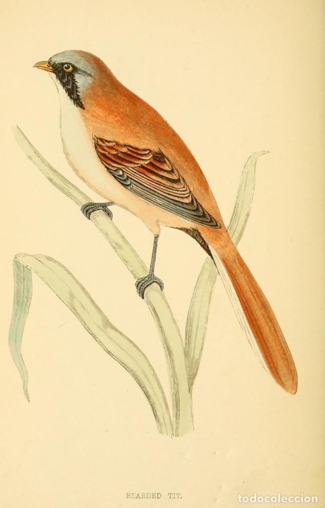 Kino: Poster DIN 4 numero 1306: Bearded Tit: A history of British birds.. London,Groombridge and Sons,[18