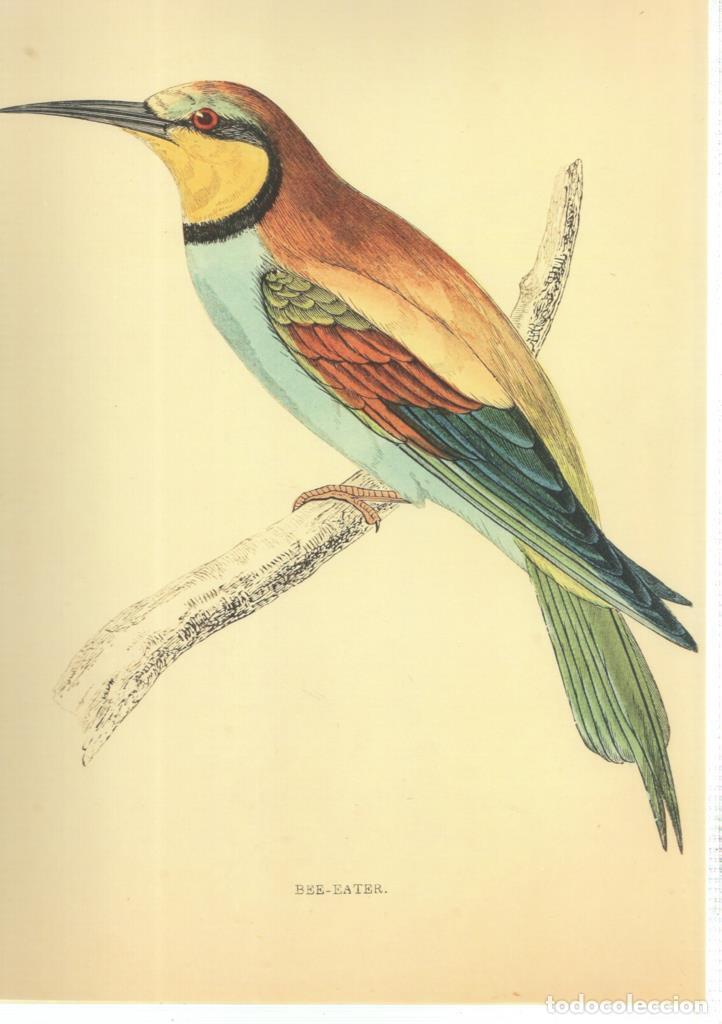 Kino: Poster DIN 4 numero 1370: Ave: Bee-Eater