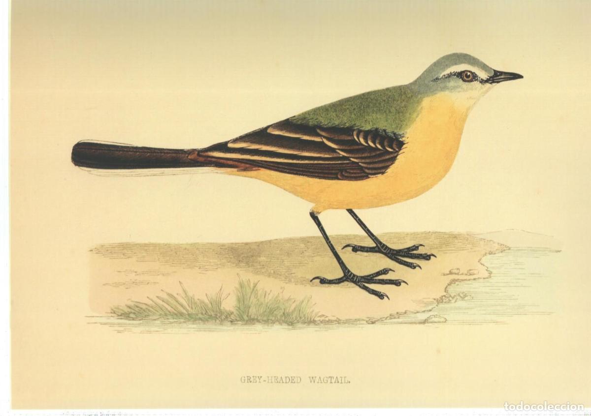 Cinema: Poster DIN 4 numero 1376: Ave: Grey-Headed Wagtail