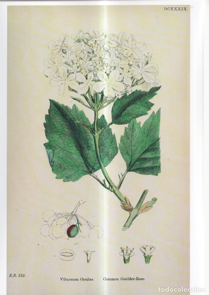 Cinema: Poster DIN 4 numero 1095: Viburnum Opulus