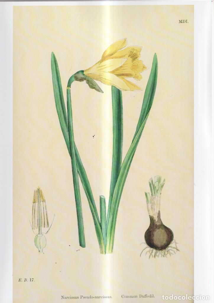 Cinema: Poster DIN 4 numero 1081: Narcissus Pseudo-narcissus