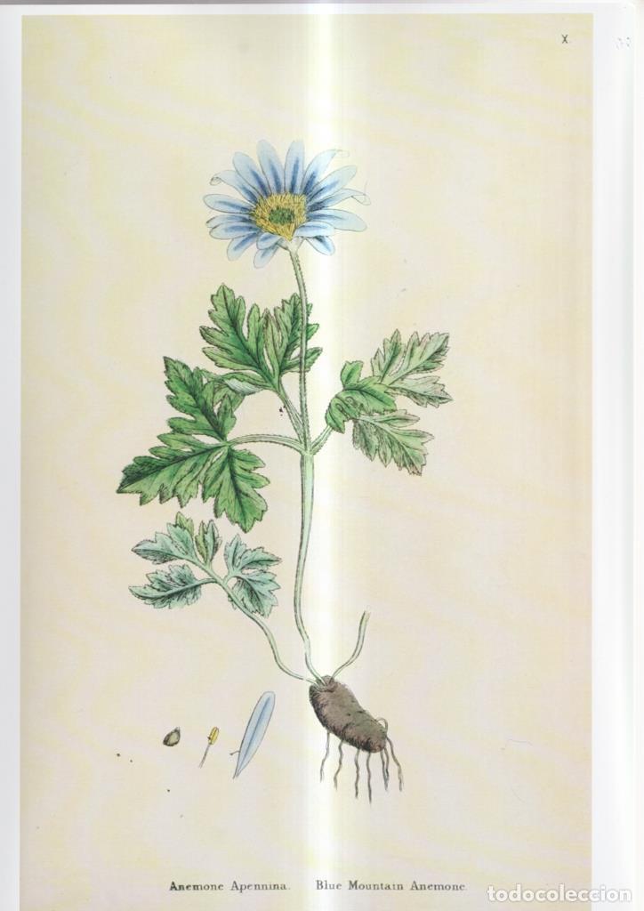 Cinema: Poster DIN 4 numero 1101: Anemone Apennina