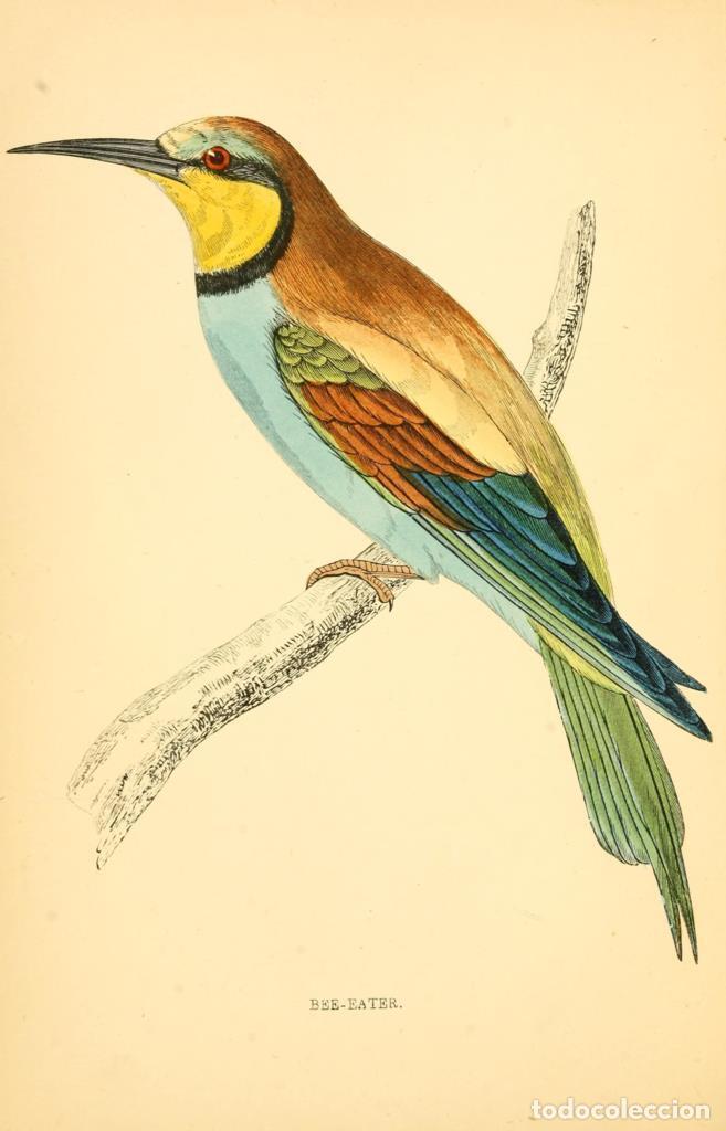 Kino: Poster DIN 4 numero 1311: Bee-Eater: A history of British birds.. London,Groombridge and Sons,[1862?