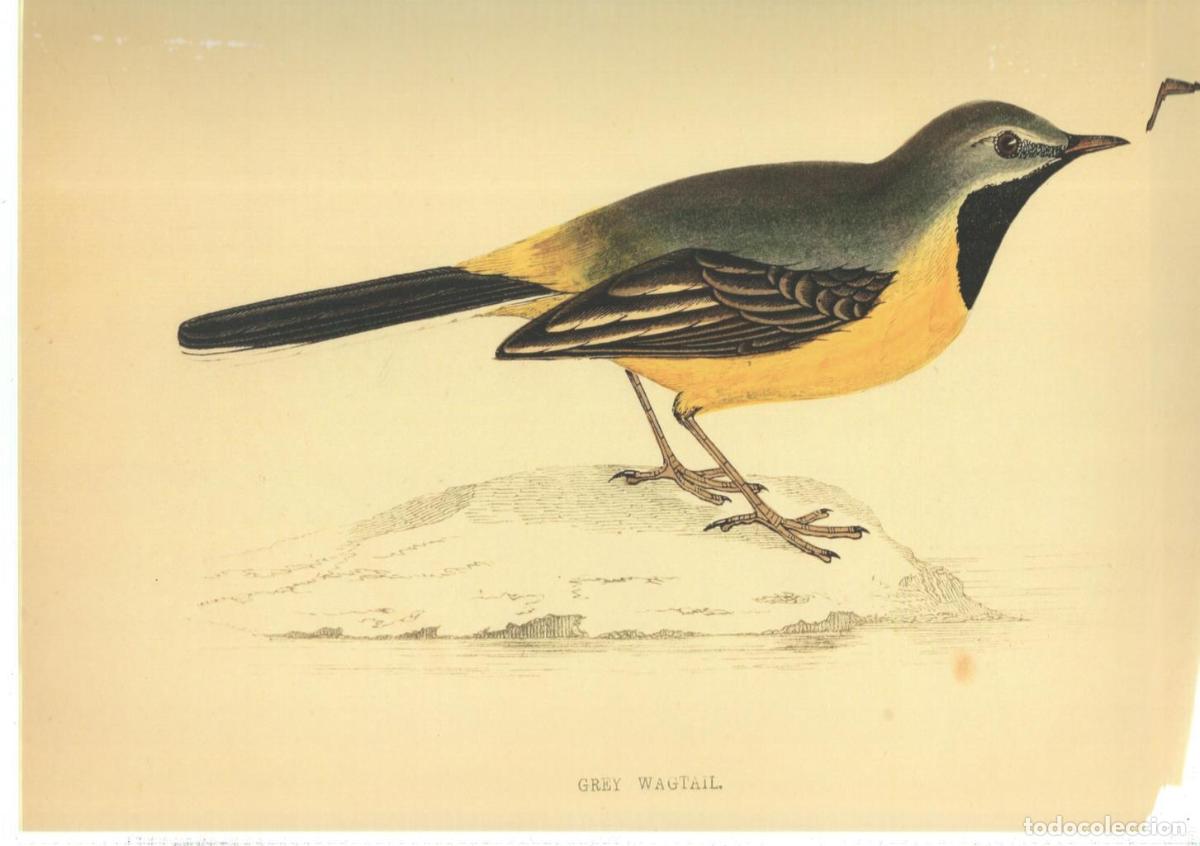 Cinema: Poster DIN 4 numero 1377: Ave: Grey Wagtail