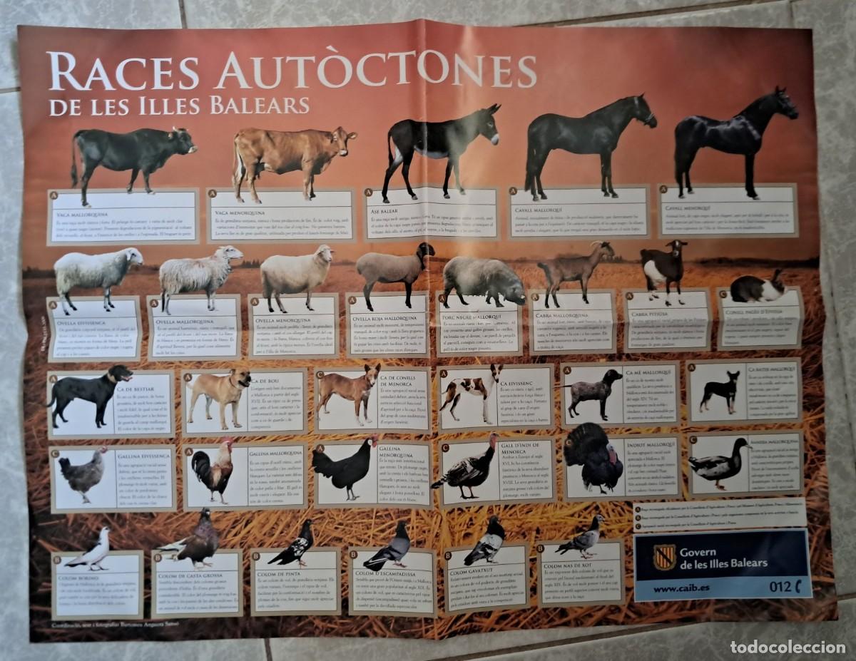 Cine: p&oacute;ster, races aut&ograve;ctones de les Illes Balears, govern de les Illes Balears.