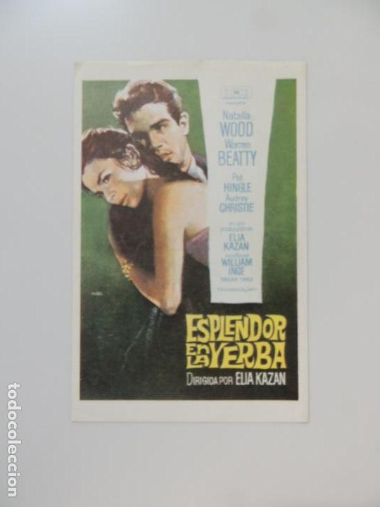 Kino: esplendor en la yerba - folleto mano reproduccion - natalie wood warren beatty elia kazan