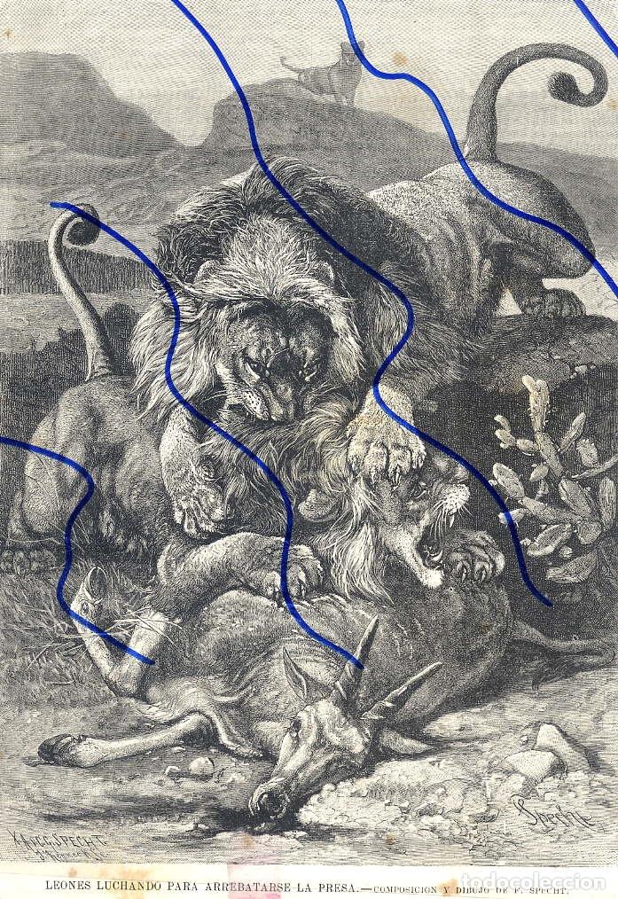 leones luchando por una presa 1883 ilustracion - Buy Other cinema  collectibles on todocoleccion