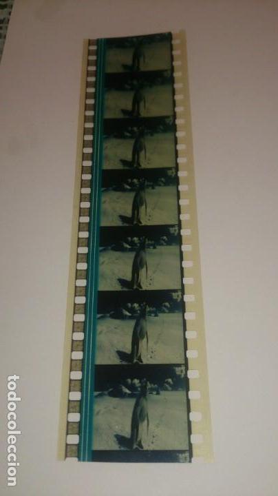 Cine: Fotograma/fragmento de pel&iacute;cula/negativo, con un ping&uuml;ino.